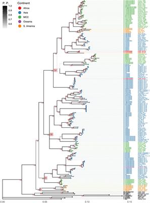 Insights into phylogenetic divergence of Dalbergia (Leguminosae: Dalbergiae) from Mexico and Central America